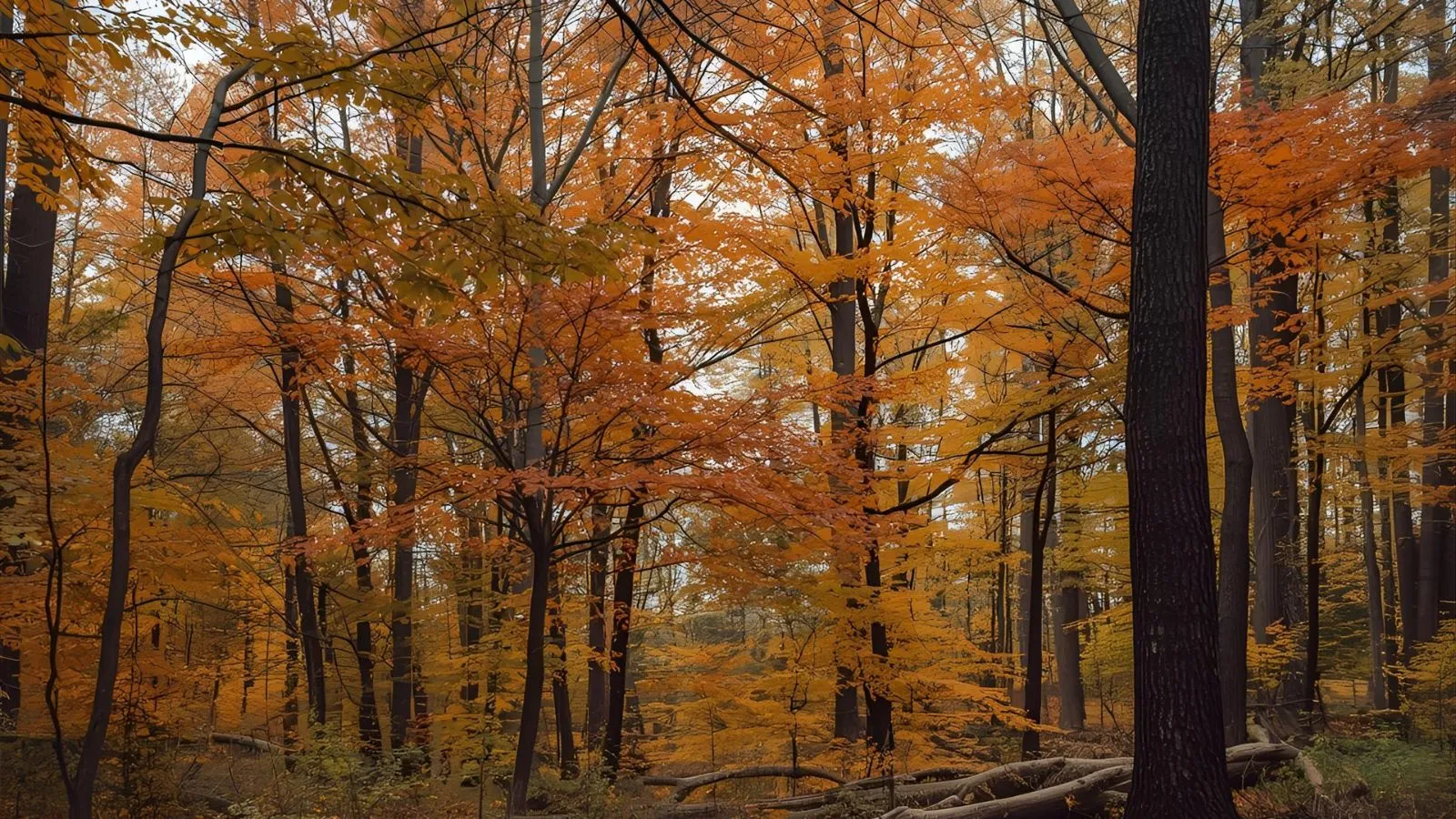 Read more about the article 245+ Funny and Clever Fall Puns to Spice Up the Season for 2026